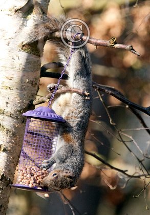 Grey Squirrel on a Bird Feeder 1 DM0342